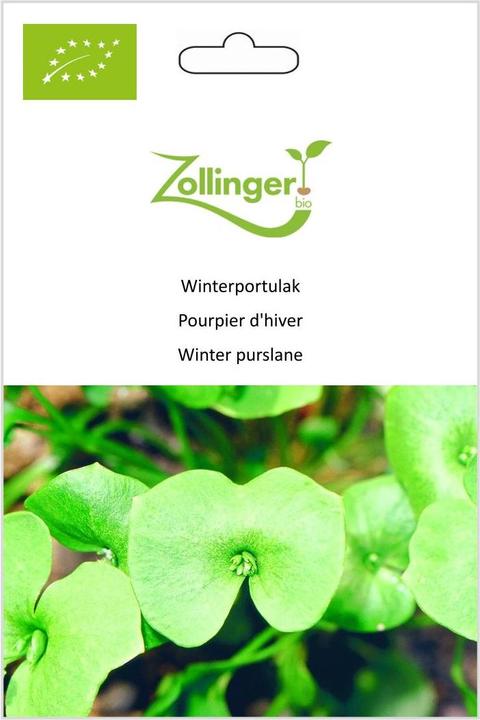 Immagine prodotto Zollinger Bio Portulaca invernale (Semi di piante)