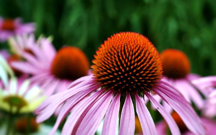 Immagine prodotto Zollinger Bio Echinacea (fiore di conifera) (Pianta bulbosa)