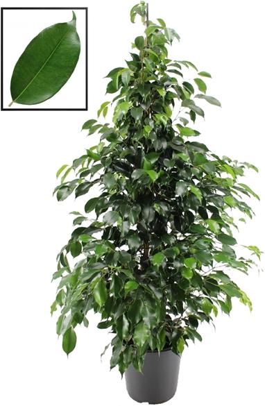 Image du produit Rutishauser Blumen Ficus (130 cm)