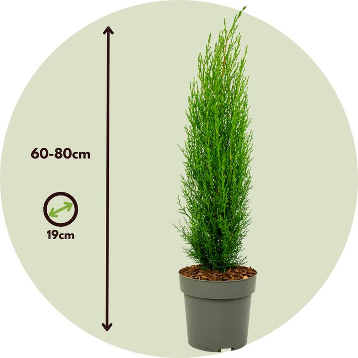 Actual product image Plant in a Box Cupressus sempervirens 'Totem' - 2er Set Toskanische Zypresse (60 cm)