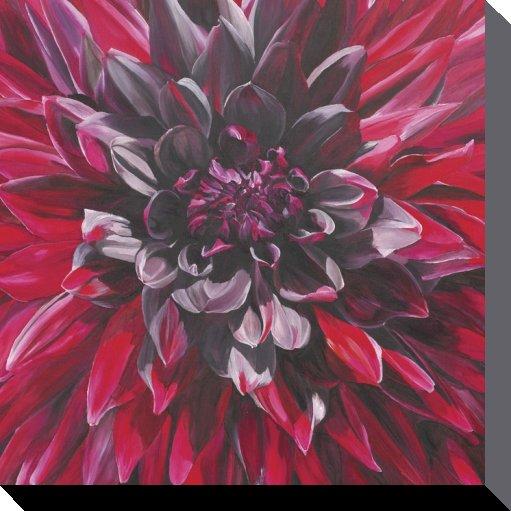 Pyramid Fabulous Black Wizard Dahlia (85 x 85 cm)