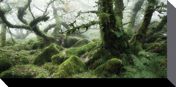 Pyramid Wistman's Wood, Dartmoor (50 x 100 cm)