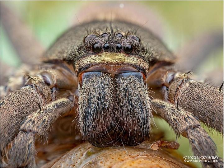 Immagine prodotto Laowa 50mm f/ 2.8 2X Apo MFT (Micro Four Thirds, Micro Four Thirds)