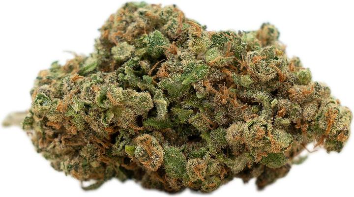 Herba di Berna Harlequin (100 g, Indoor)