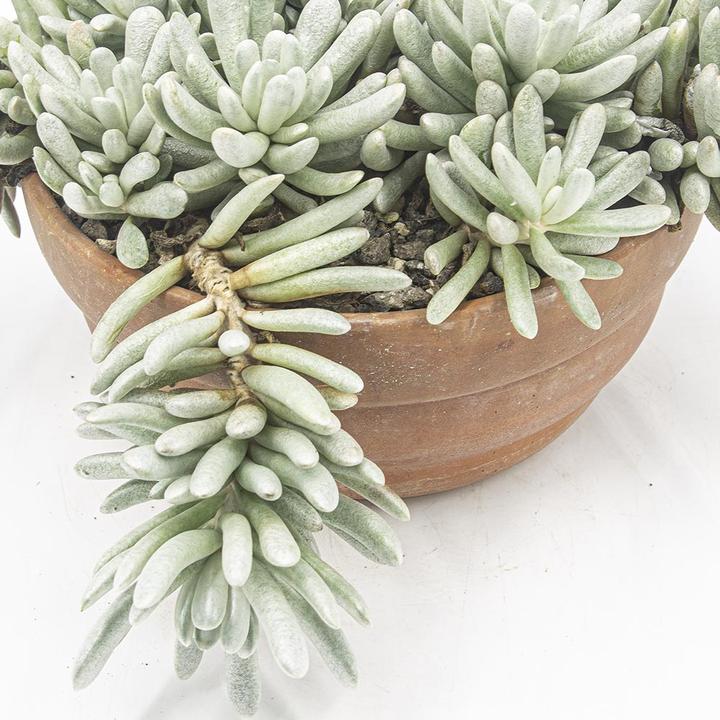 Image du produit Kakteen Gautschi Senecio scaposus (20 cm)