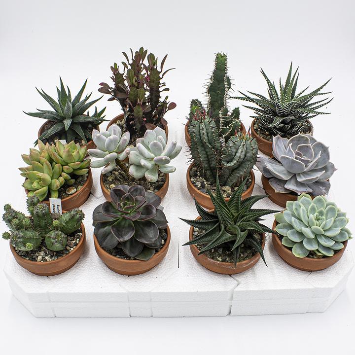 Kakteen Gautschi Set de succulentes (10 cm)