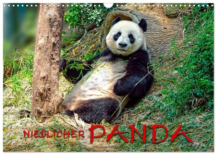 Produktbild Niedlicher Panda (Wandkalender 2024 DIN A3 quer), Monatskalender (A3, Deutsch)