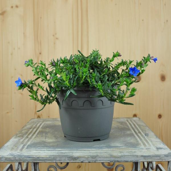 Produktbild Säntispracht 3 er Set, Steinsame - Lithodora diffusa Heavenly Blue (20 cm)