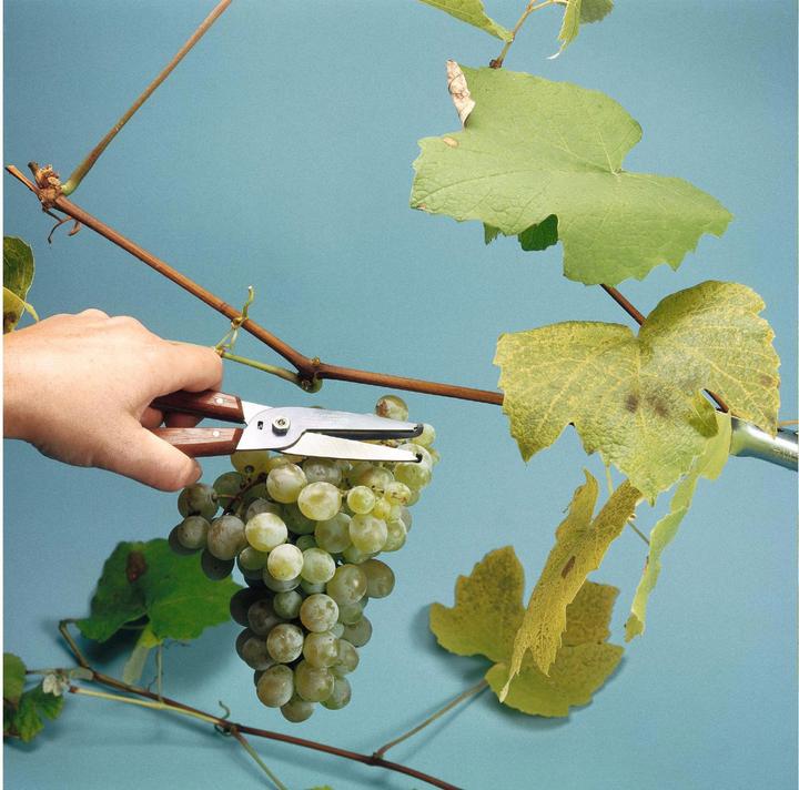 Produktbild Victorinox Pflückschere