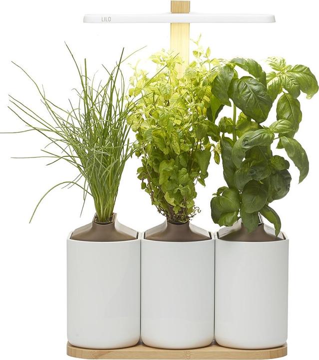 Image du produit Prêt à Pousser Lilo Connect (13.50 cm)