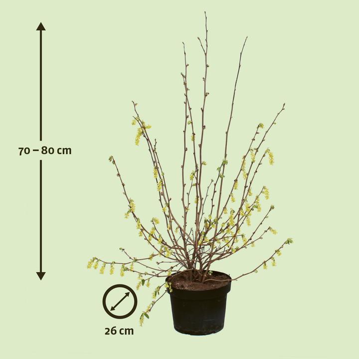 Produktbild Zulauf Ährige Scheinhasel / Corylopsis spicata (80 cm)