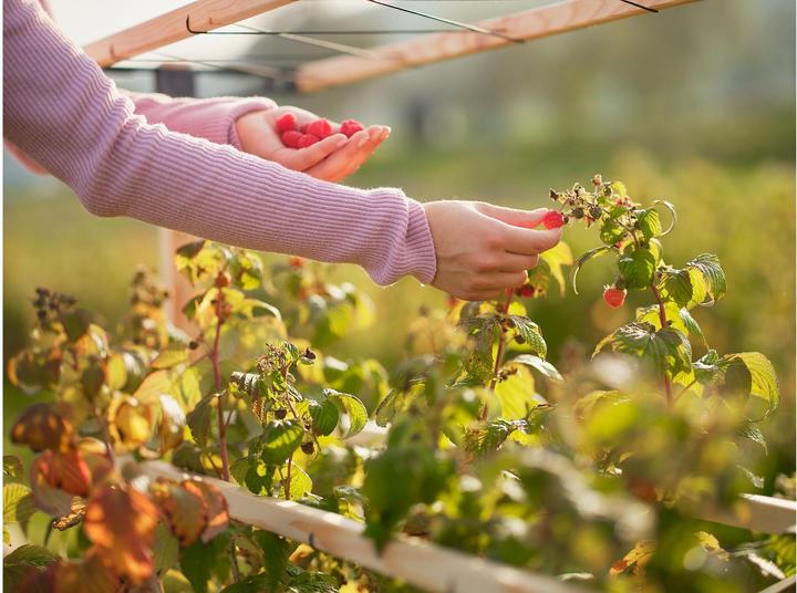 Productafbeelding Gusta Garden BERRY BUDDY modulaire bruine bessenhouder (93 cm, 11.90 cm)