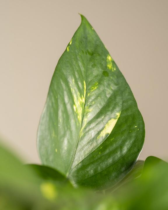 Actual product image feey Grosse Efeutute (70 cm, Freshly repotted)