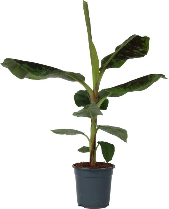Produktbild Plant in a Box Musa Dwarf Cavendish - (90 cm)