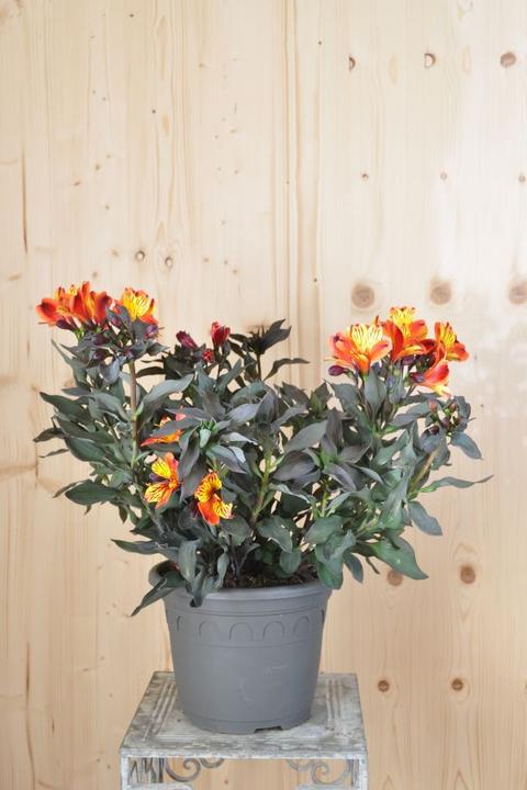 Produktbild Säntispracht Die exotischfarbene Inkalilie - Alstroemeria 'Indian Summer' (35 cm)