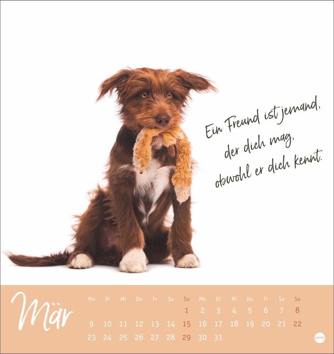 Actual product image Ziemlich beste Freunde Postkartenkalender 2026 - Für immer dein (Hardcover, German)