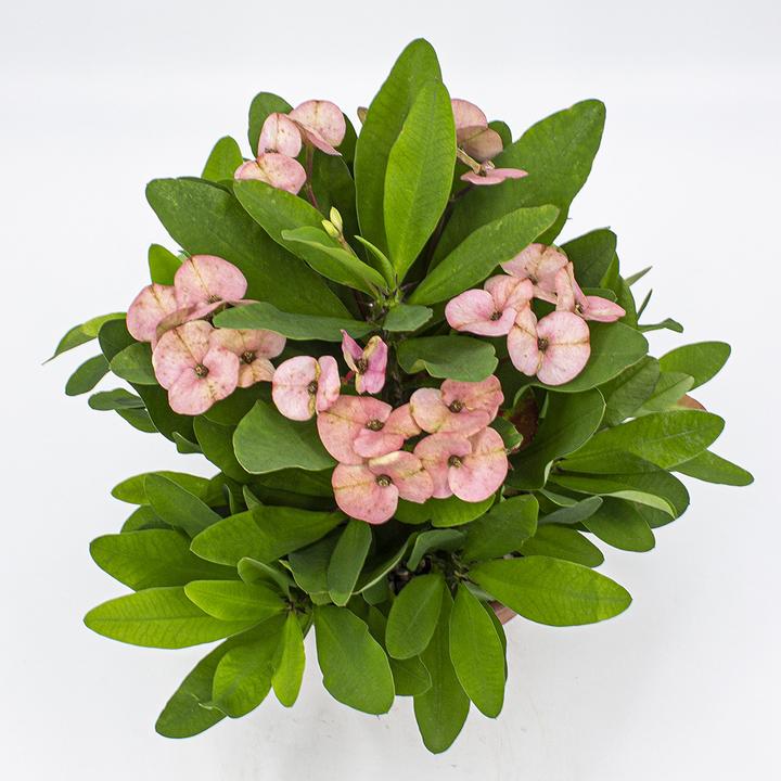Immagine prodotto Kakteen Gautschi Euphorbia millii rosa (35 cm)