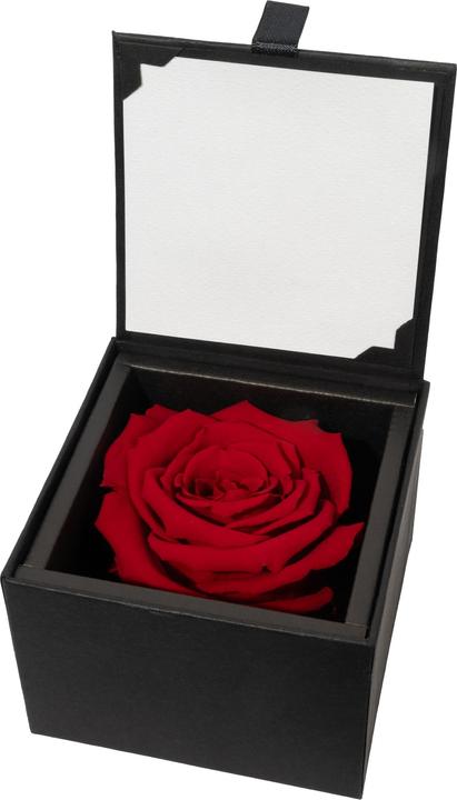 Migros Ostschweiz Rosa Premium (rosa stabilizzata) in confezione regalo (Fiori dell'Infinito)