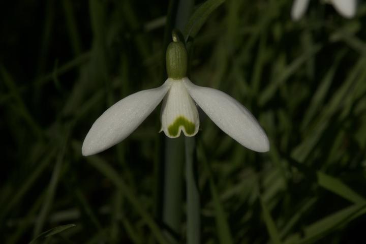 Produktbild Wildblumen 2025 Grossformat-Kalender 58 (Harter Einband, Deutsch)
