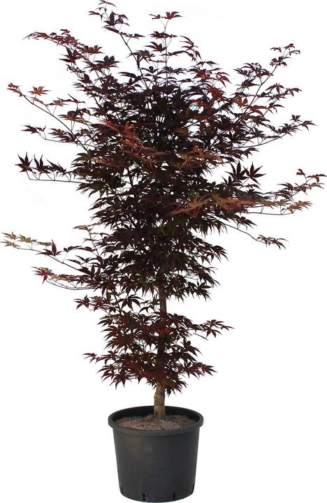 Produktbild Zulauf Japanischer Fächer-Ahorn / Acer palmatum 'Bloodgood' (125 cm)