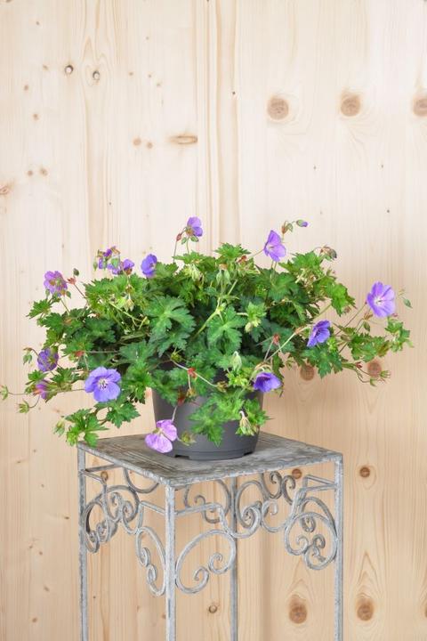 Produktbild Säntispracht Der starkwüchsige Storchschnabel - Geranium pratense 'Rozanne' (40 cm)