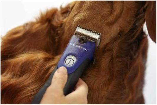 Actual product image Kerbl Aesculap Favorita CLi, 1 cordless clipper night blue, model 2022, GT234-NB (Dog, Cat)