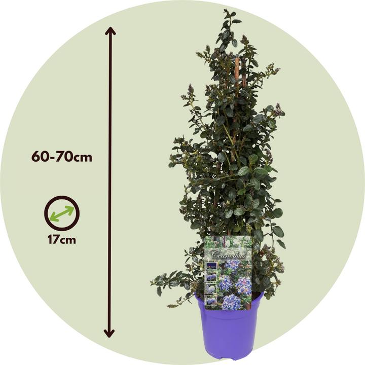 Immagine prodotto Plant in a Box Ceanothus thyrsiflorus Repens - 2er Set Krebsblume Pyramide (60 cm)