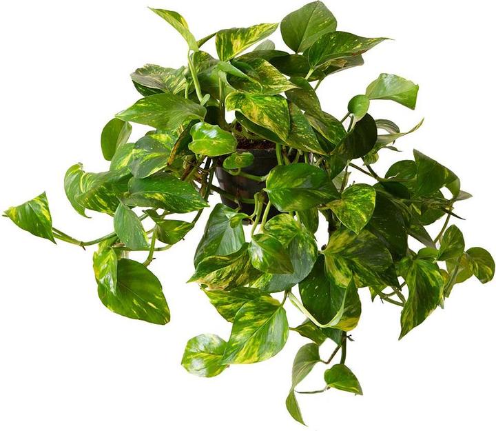VEG and the City Firat (Ivy Epipremnum aureum) (20 cm)