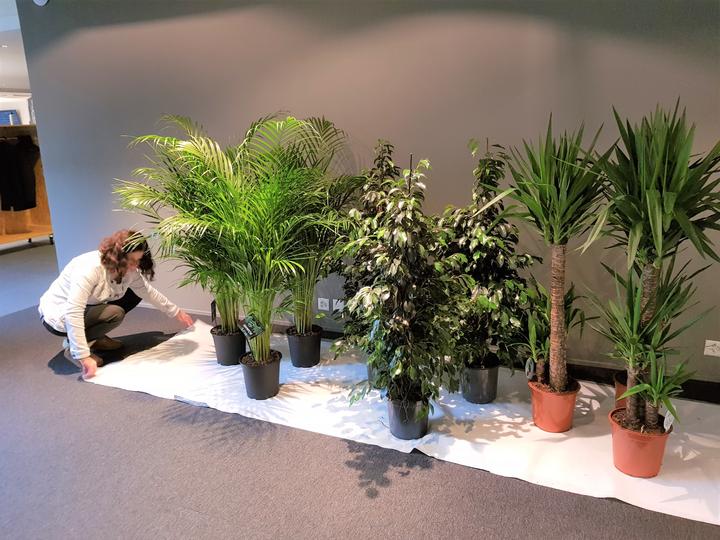Image du produit Rutishauser Blumen Ficus (130 cm)