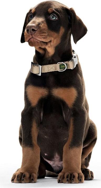 Produktbild Hunter Hundehalsband Alu-Strong L Orange (45-65 cm) (XL, Hund, Hundesport)