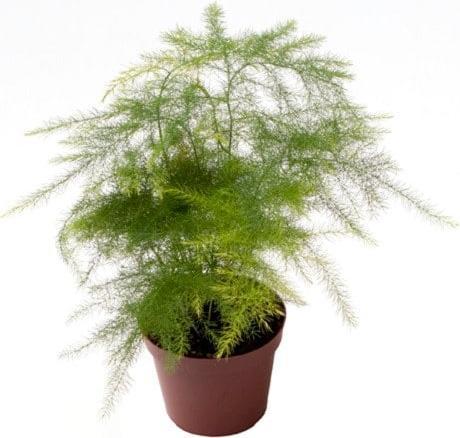 Actual product image Plantlovers Asparagus Setaceus Bush (Zierspargel) (15 cm, Freshly repotted)