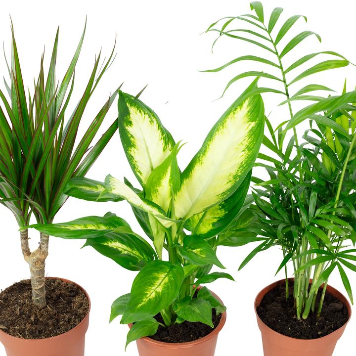 Actual product image Flowerbox Set of 3 indoor plants Chamaedorea, Dieffenbachie, Dracaena - pot-Ø 10-12 cm (30 cm)