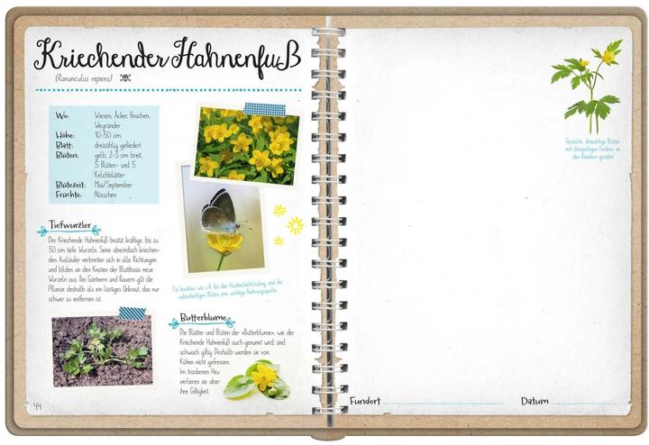 Actual product image Naturforscher-Kids – Blüten und Blätter entdecken und sammeln (German, Anna Linstadt, 2024)