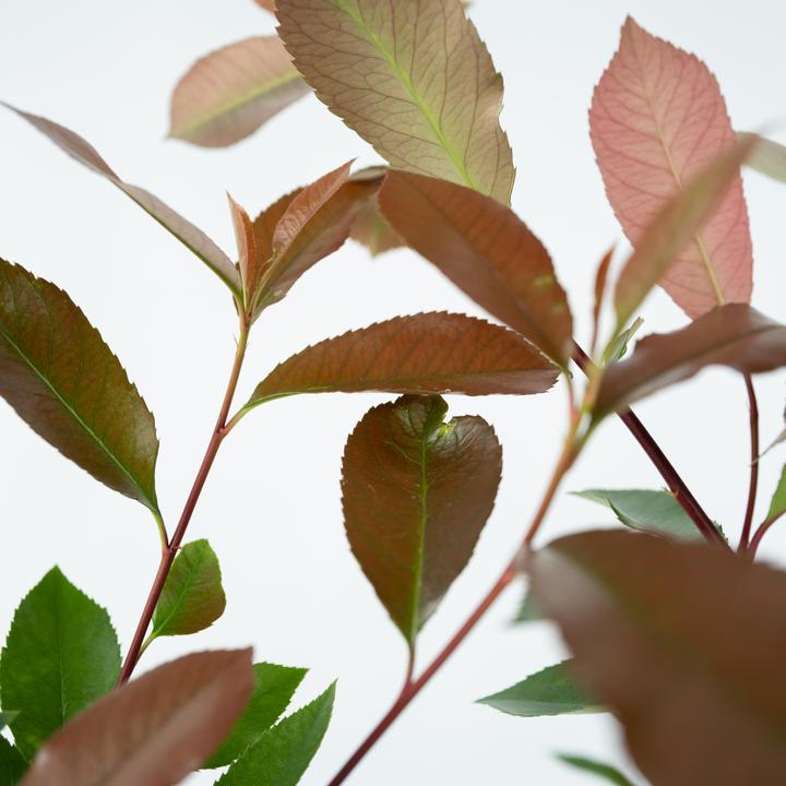 Produktbild Plant in a Box Photinia fraseri Red Robin - 2er Set Glanzmispel Pflanze (30 cm)