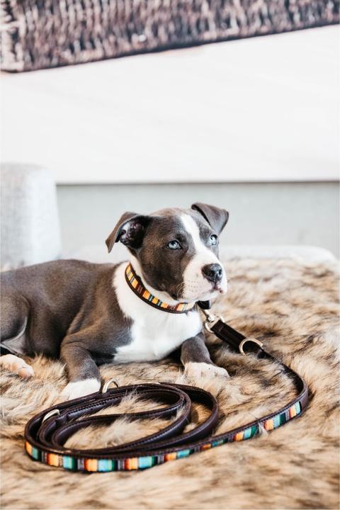 Produktbild Kentucky Dogwear Hundehalsband Handgemacht Pearls (S, Hund)