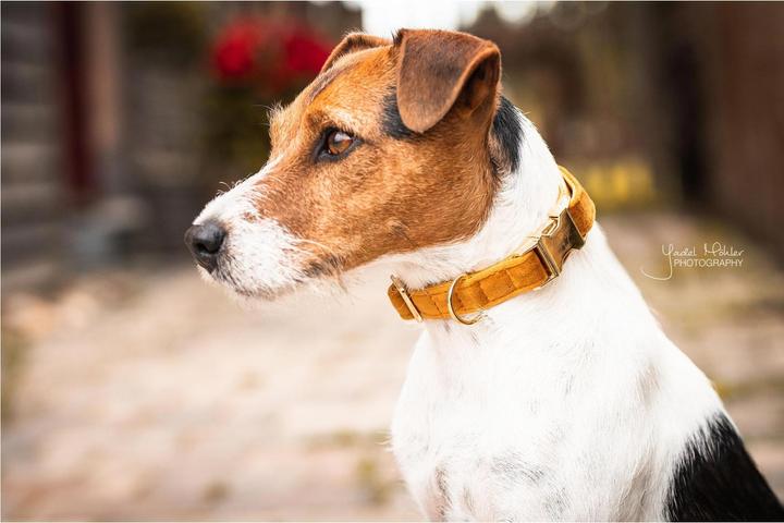 Produktbild Kentucky Dogwear Hundehalsband velvet (L, Hund, Hundesport)