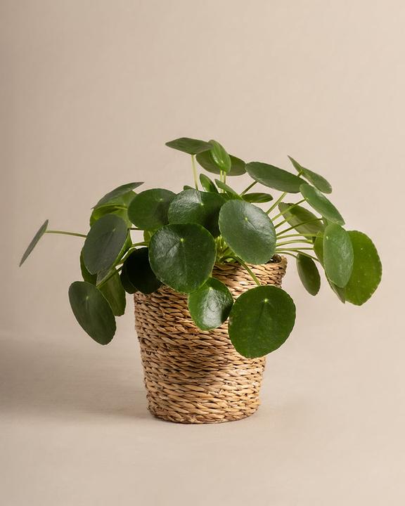 feey Ufopflanze (25 cm, Frisch umgetopft, Tierfreundlich)