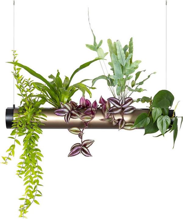 Pendularis Set 0.5 Rapid (50 cm)