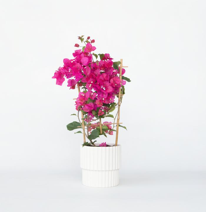 Actual product image Plant in a Box Bougainvillea (50 cm)