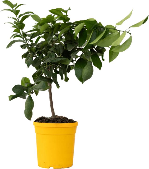 Produktbild Plant in a Box Citrus Limon - Zitrone (70 cm)