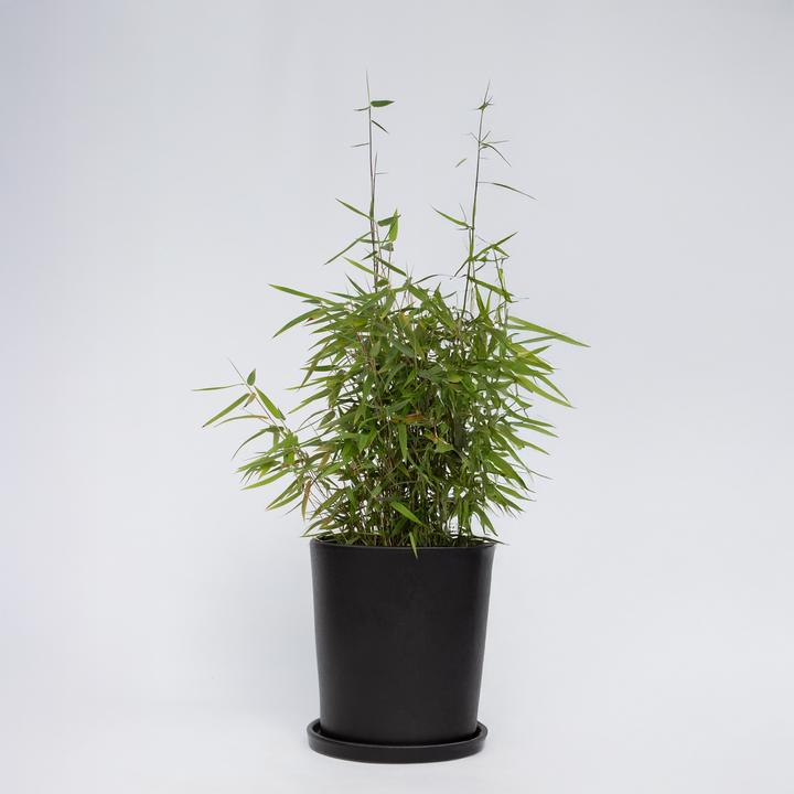Produktbild Plant in a Box Fargesia nitida 'Red Dragon' - (60 cm)