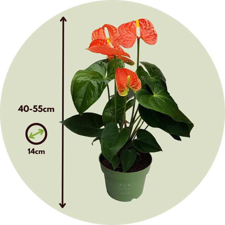 Immagine prodotto Plant in a Box Anthurium 'Madural Orange' - (40 cm)
