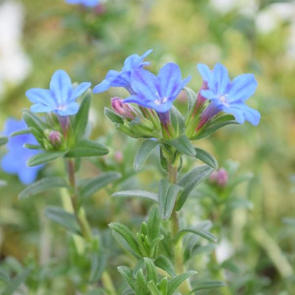 Produktbild Säntispracht 3 er Set, Steinsame - Lithodora diffusa Heavenly Blue (20 cm)