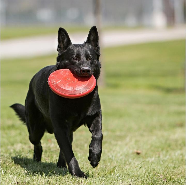 Produktbild KONG Flyer (Wurfspielzeug Hund)