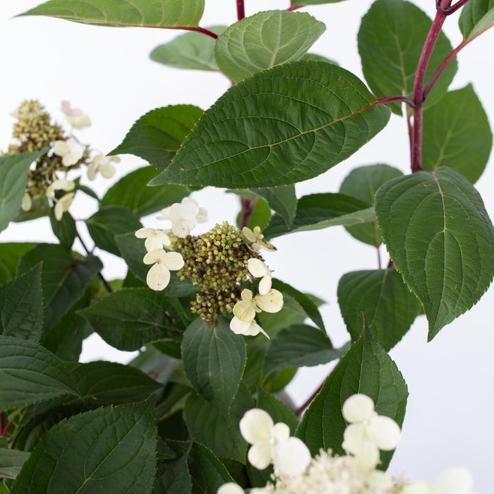 Produktbild Plant in a Box Hydrangea paniculata 'Early Harry' - Hortensie (25 cm)