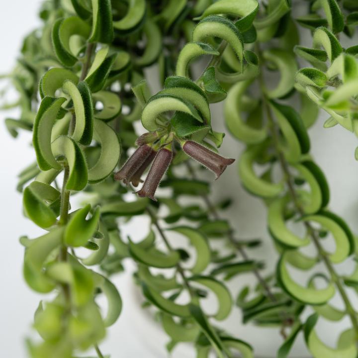 Actual product image Plant in a Box Aeschynantus Twister - Set of 2 Twister Plant (20 cm)