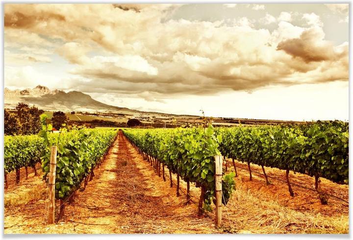Image du produit Trenddeko Vignes dans les montagnes (100 x 70 cm)