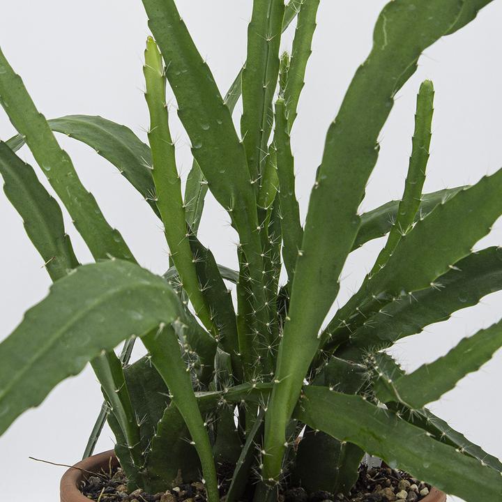 Produktbild Kakteen Gautschi Epiphyllum rote Blüte (50 cm)