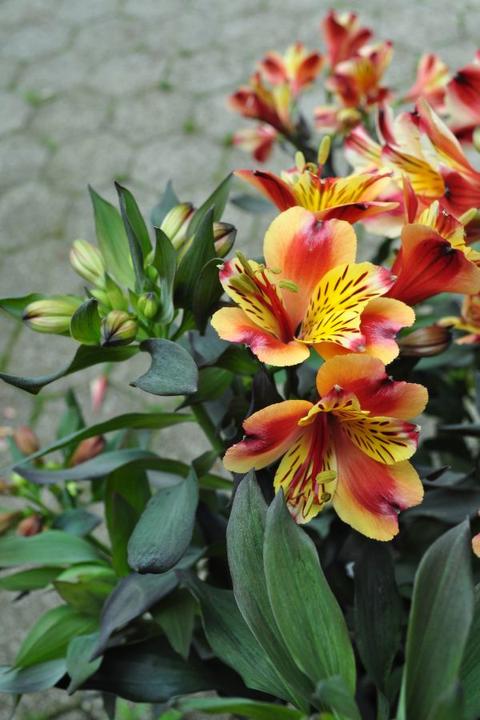 Produktbild Säntispracht Die exotischfarbene Inkalilie - Alstroemeria 'Indian Summer' (35 cm)