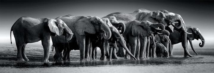 Produktbild Clementoni Puzzle Panorama Herd of Giants Teilen (1000 Teile)